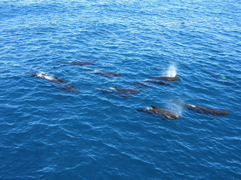 Whales on the Scotia Sea