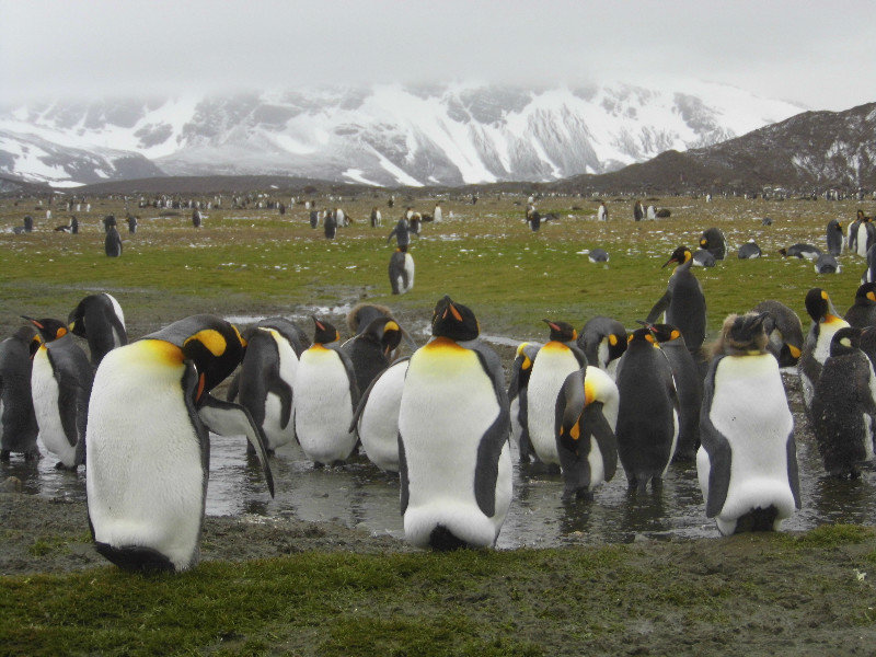 Penguin Crowd