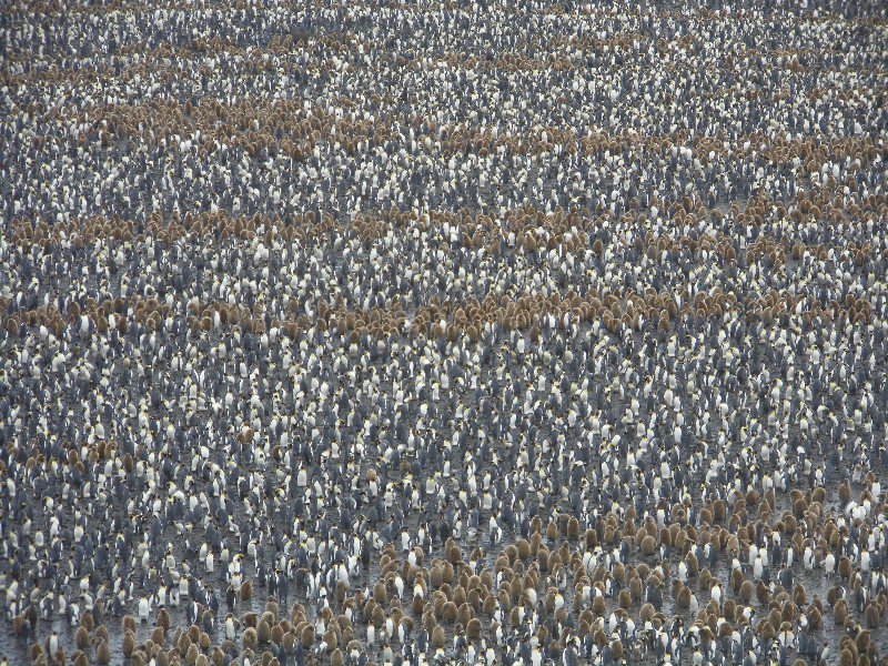 500,000 Penguins