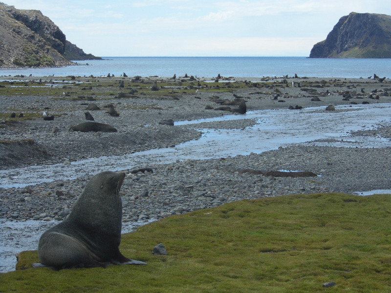 fur seal river