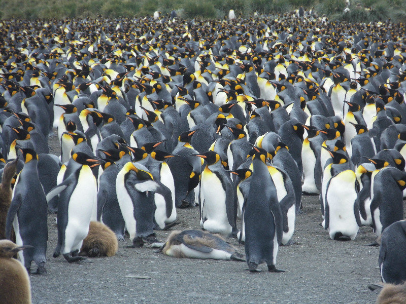 Muchas Penguinos
