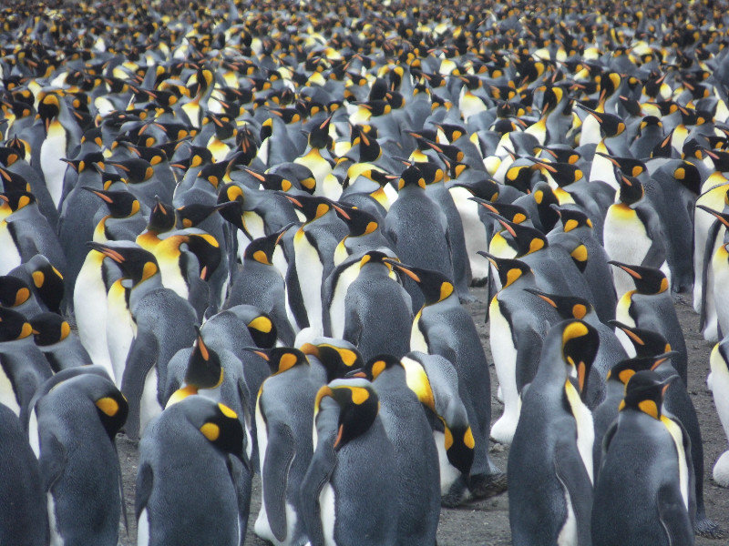 250,000 penguins