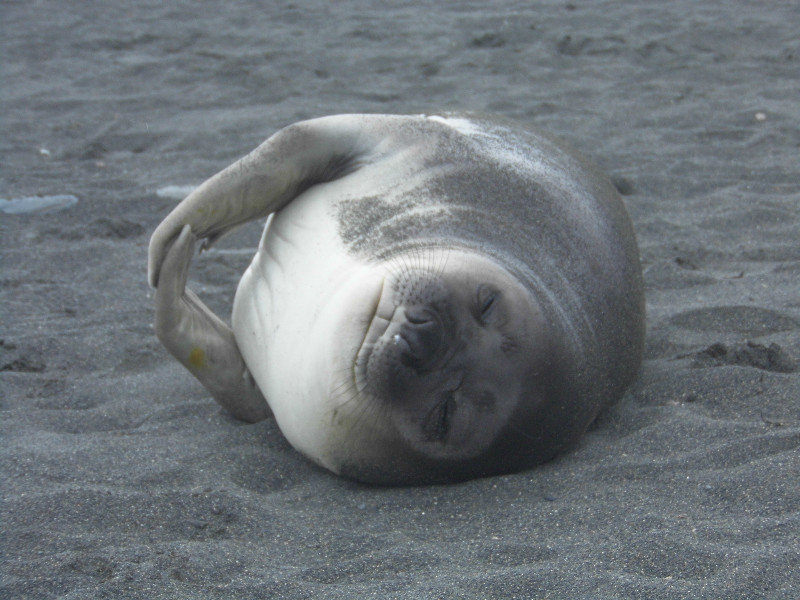 Weaner Seal