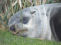 Young Fur seal sleeping
