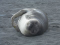Weaner Seal