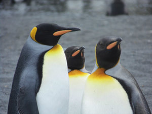 King penguins