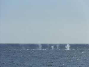 Fin Whales