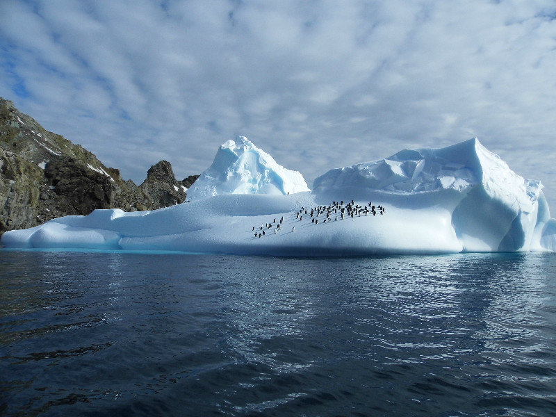penguin colony on iceberg