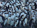 Penguins being penguins
