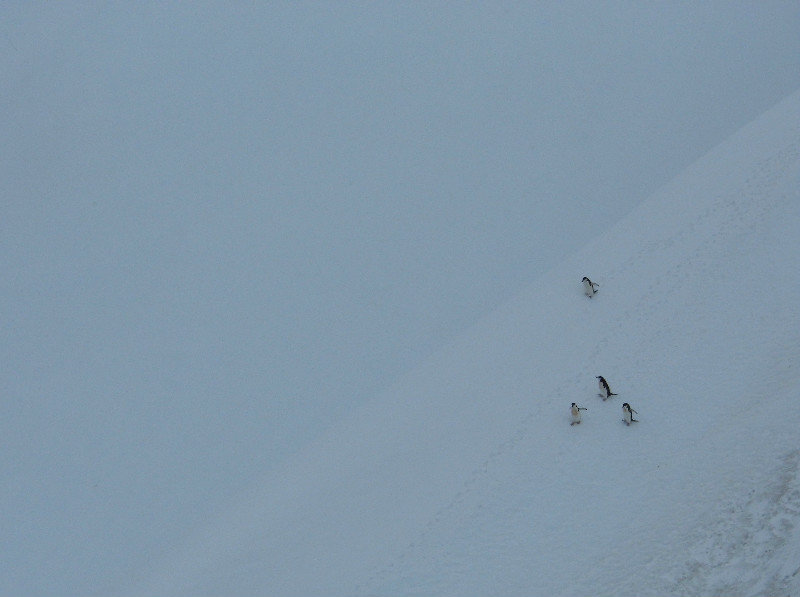 Mountaineering Penguins 
