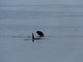 Orcas Fin Flapping