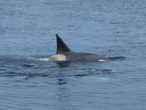 Orcas near the ship