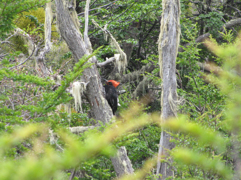 Megellanic woodpecker
