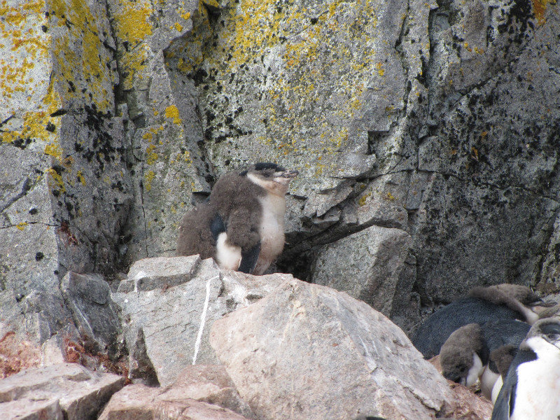 Juvenille Chinstrap Penguin