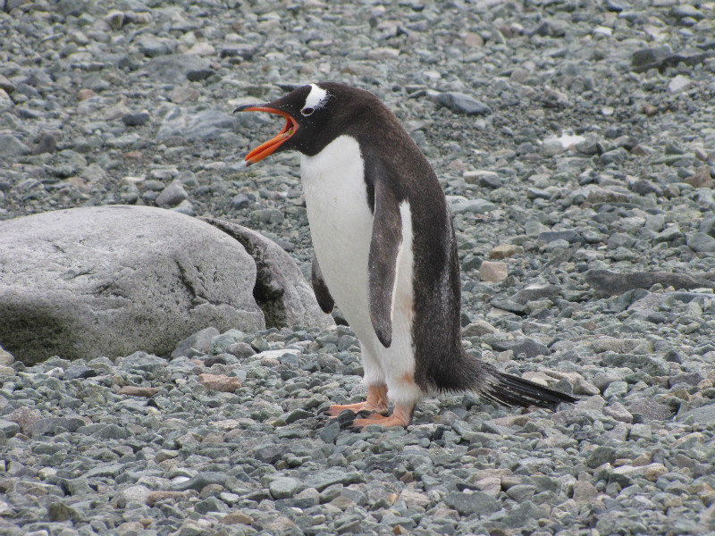 Honking Gentoo Penguin
