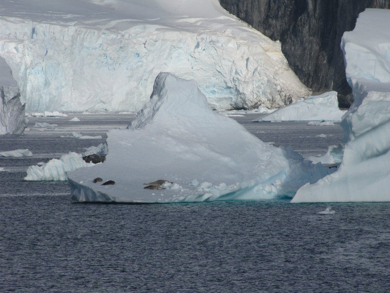 Crabbeater seals on an Iceberg