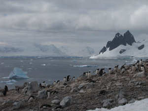 Scenic shot of Danco Island and the Gentoo Penguin Colony