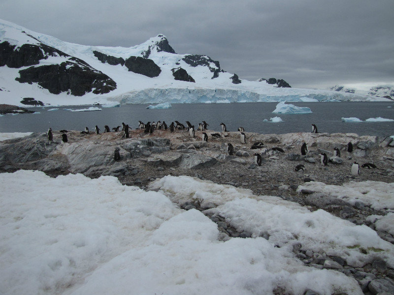 Gentoo Colonies on Cuverville Island