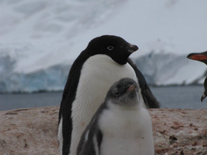 Adelie adult Penguin behind a Gentoo Penguin chick