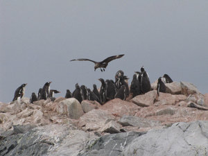 Skua attacking a colony of school kids