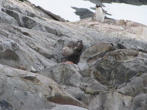 Giant Petrel with a late peguin