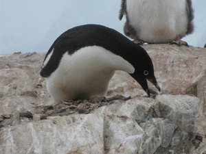 Adult Adelie Penguin