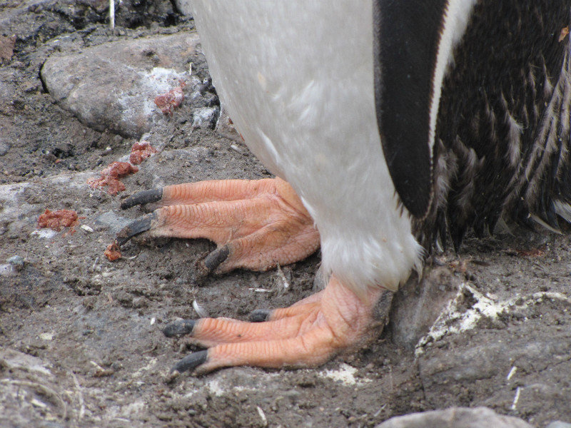Poo, and feet of a Gentoo