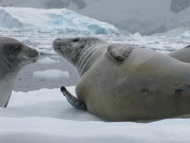 Crabbeater seals