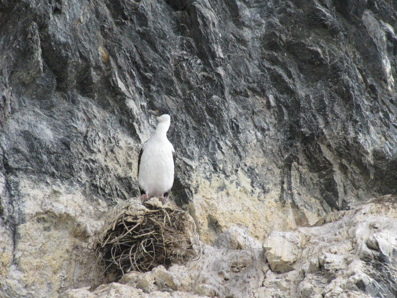 Nesting Cormorant on the cliffs