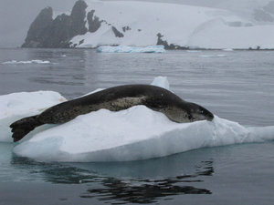 Rare to see, Leopard Seal