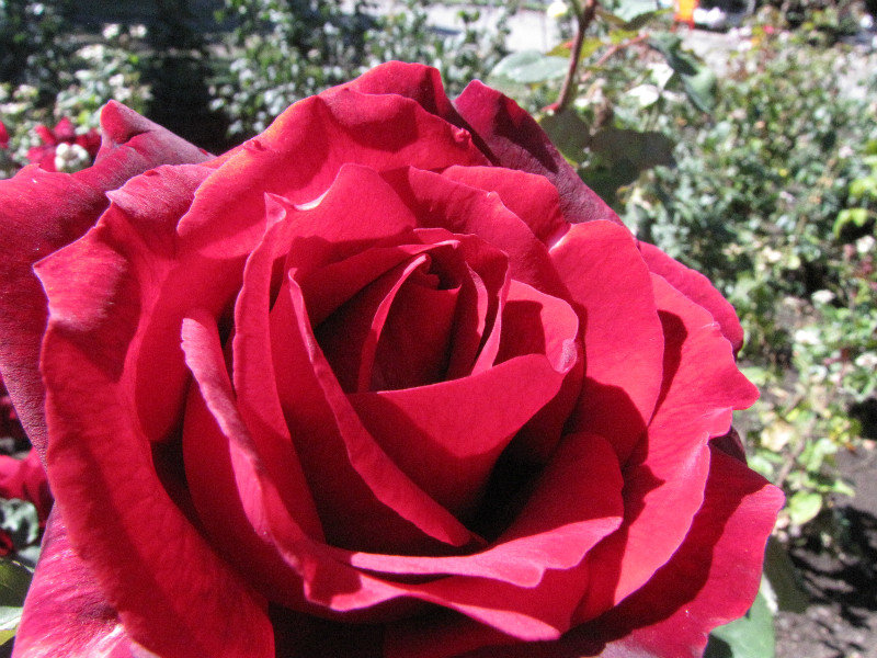 Rose in Bariloche