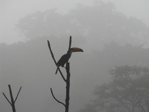 Tucan in the morning mist