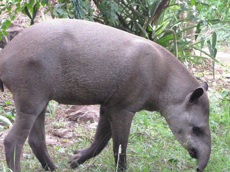 Fifi the Tapir