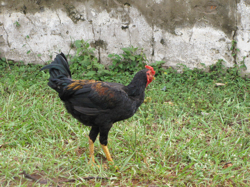 Free range chickens throughout the village