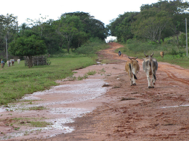 Free range cows taking a stroll