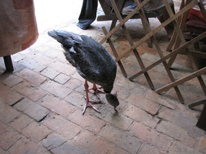 Sylvio Picoton, the Southern Screamer bird