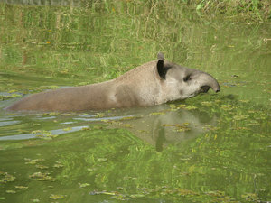 Fifi, the tapir, out for a swim