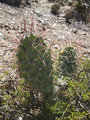 Friendly cacti