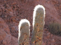 Sunny cacti