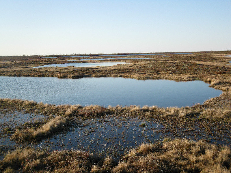 The vast wetlands