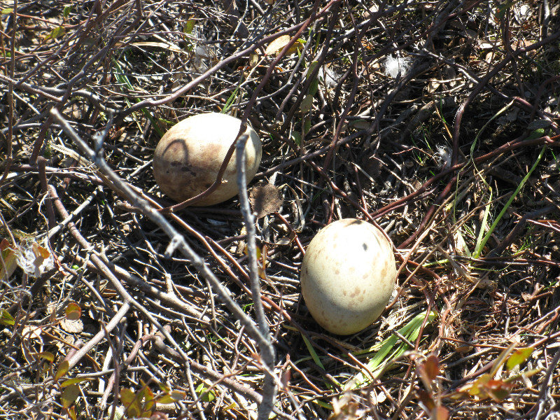 Sandhill Crane Eggs