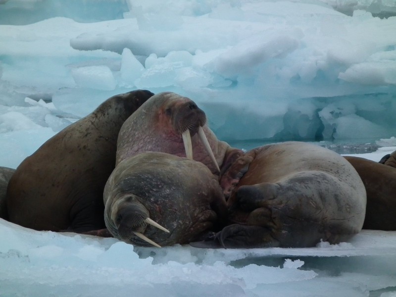 18) Walrus Resting