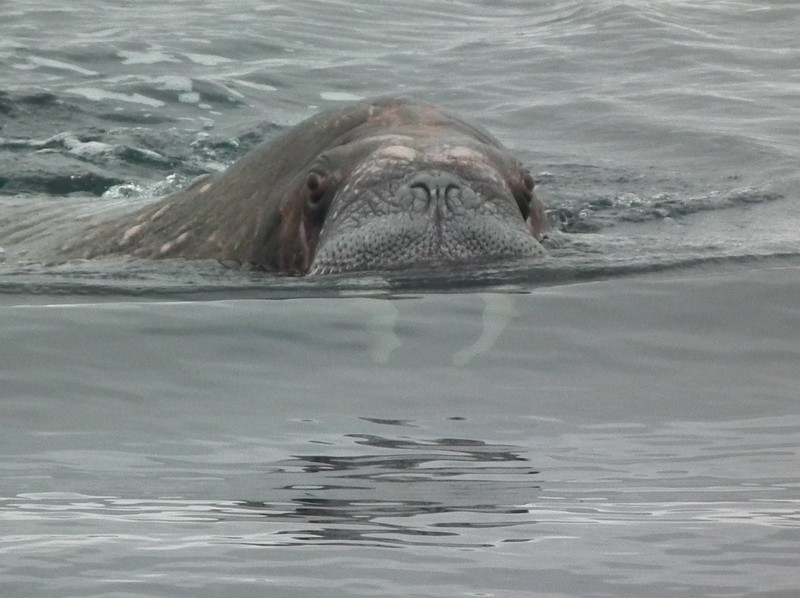 21) Swimming Walrus