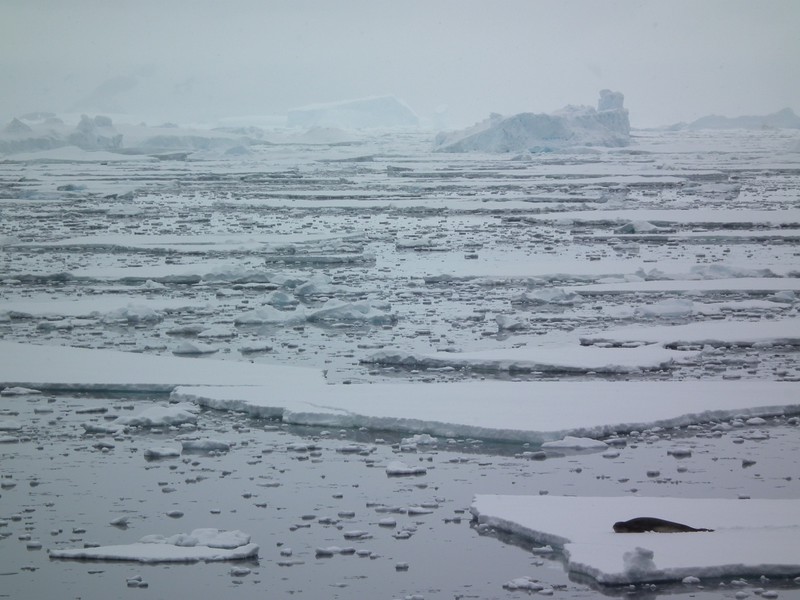 Leopard Seal in a field of ice