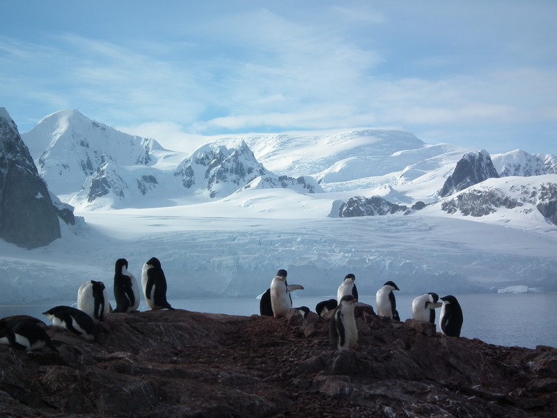 Petermann Island Penguins