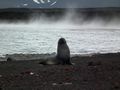 Fur Seal in the Steam