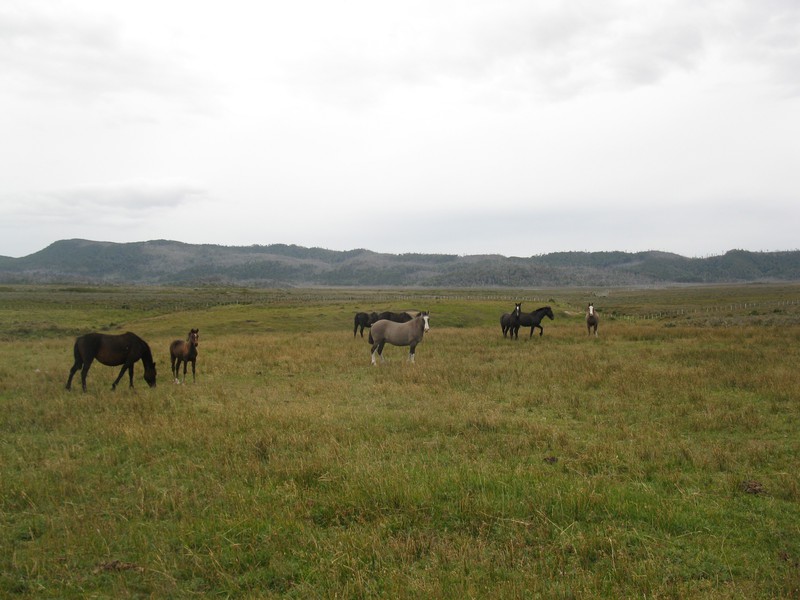 Horses near La Chaira