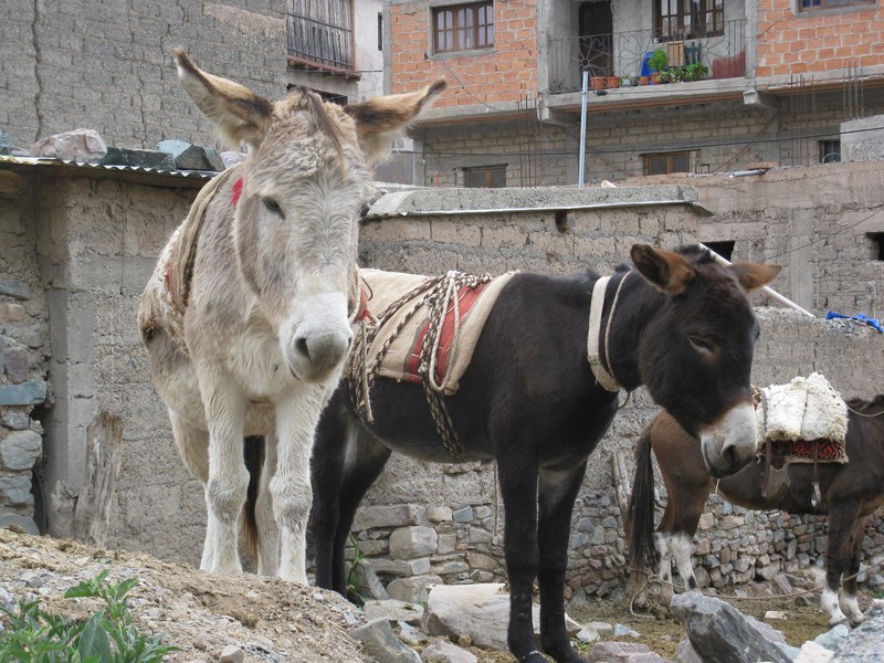 Urban Donkeys