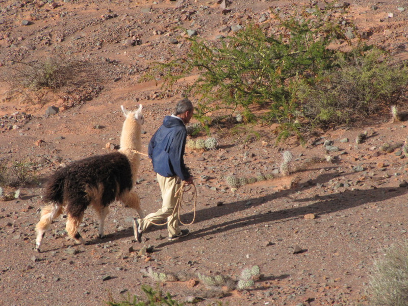 Walking his llama
