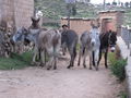 Donkey Traffic Jam